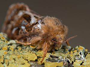 Korscheltellus fusconebulosa AdlerfarnWurzelbohrer